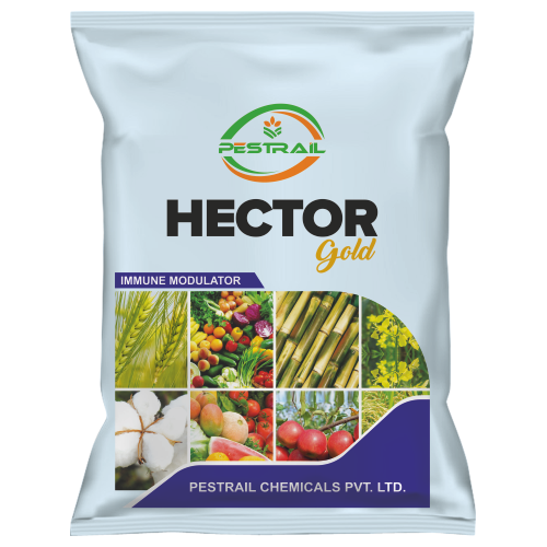 HECTOR GOLD